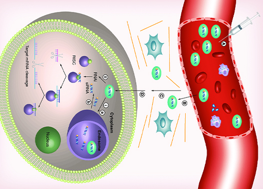 More stable in vivo